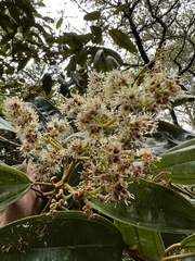 Miconia biappendiculata