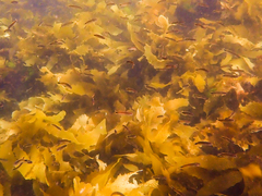 Trachinops caudimaculatus