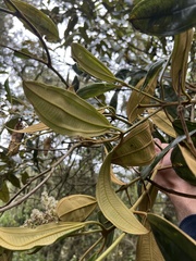 Miconia biappendiculata