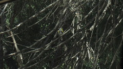 Setophaga coronata auduboni