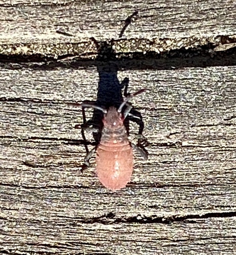 iNaturalist observation photo of Red-shouldered Bug