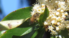 Apis mellifera