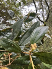 Miconia biappendiculata