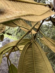 Miconia biappendiculata