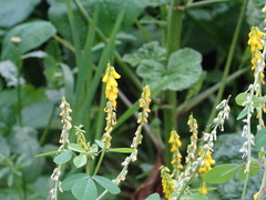 Melilotus italicus