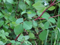 Melilotus italicus