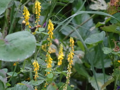 Melilotus italicus