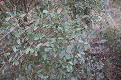 Erythroxylum australe