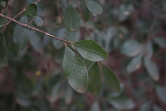 Erythroxylum australe