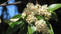 Apis mellifera