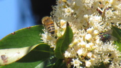 Apis mellifera
