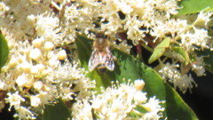 Apis mellifera