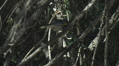 Setophaga coronata auduboni