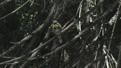 Setophaga coronata auduboni