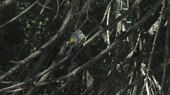 Setophaga coronata auduboni