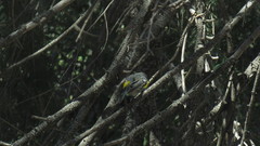 Setophaga coronata auduboni