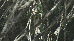 Setophaga coronata auduboni
