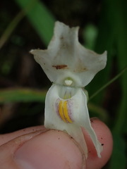 Utricularia asplundii