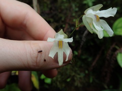 Utricularia asplundii