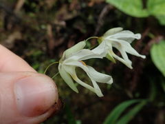 Utricularia asplundii