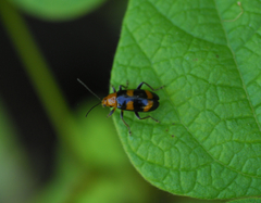 Malacorhinus dilaticornis