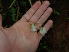 Utricularia asplundii