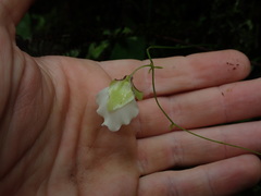 Utricularia asplundii