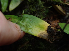 Utricularia asplundii