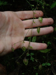 Utricularia asplundii