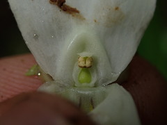 Utricularia asplundii