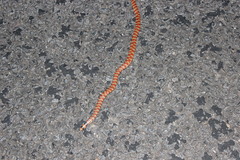 Brachyurophis australis