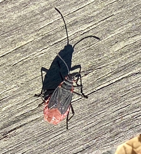iNaturalist observation photo of Red-shouldered Bug