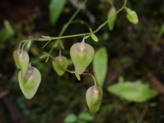 Utricularia asplundii