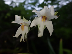 Utricularia asplundii