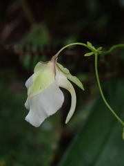 Utricularia asplundii
