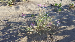 Astragalus lentiginosus borreganus