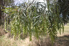 Acacia neriifolia