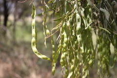 Acacia neriifolia
