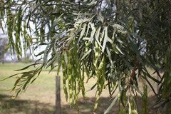 Acacia neriifolia