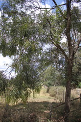 Acacia neriifolia