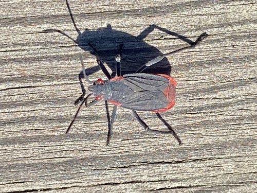 iNaturalist observation photo of Red-shouldered Bug