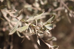 Alectryon diversifolius