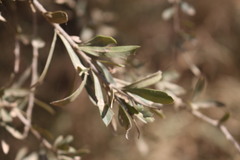 Alectryon diversifolius