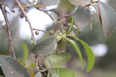 Alectryon subdentatus