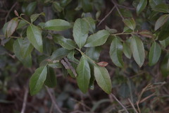 Alectryon subdentatus