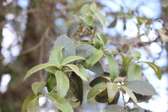 Alectryon subdentatus