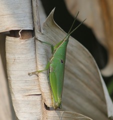 Tagasta marginella