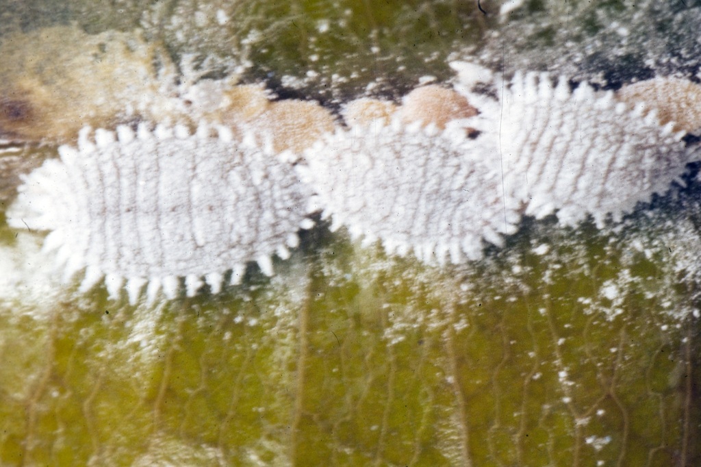 Citrus Mealybug (Scale insects of SW Australia) · iNaturalist