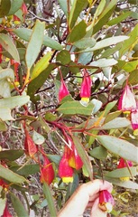 Eucalyptus dolichorhyncha