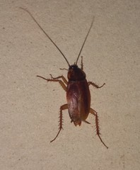 Periplaneta americana